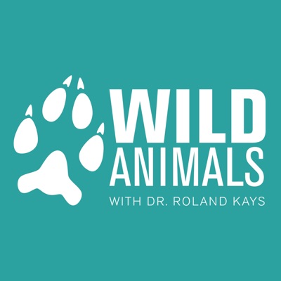 Wild Animals Wild Animals