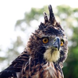 Ornate Hawk-Eagle: the Elegant Eagle