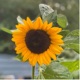 Growing Gardeners 