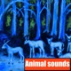 Animal Sounds