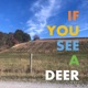 If You See a Deer