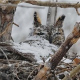 Great Horned Owls Nest