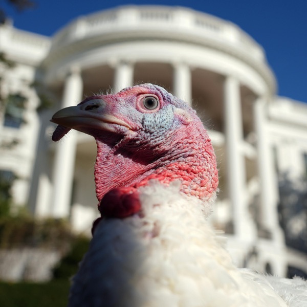 Talk turkey to me photo