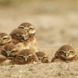 Burrowing Owls: Howdy Birds