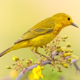Helping BirdNote Continue Its Journey