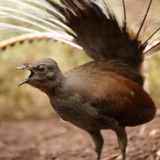 Lyrebirds Shift the Earth