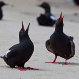 Pigeon Guillemots Have Fun