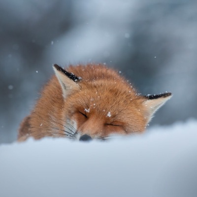 尼尔斯骑鹅旅行记