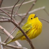 Spark Bird: Chidi Paige and the Yellow Warbler