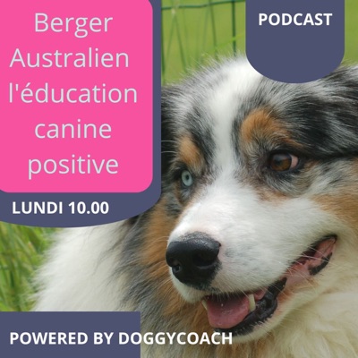 Berger Australien l'éducation canine positive Berger Australien l'éducation canine positive