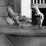A Pigeon’s Eye View