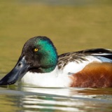 Northern Shovelers — Dabbling Ducks with Big Bills