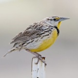 The Chihuahuan Meadowlark