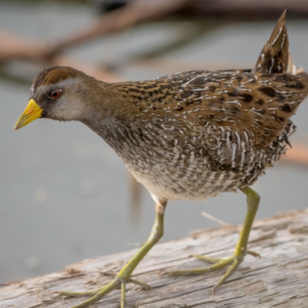 Using Sound to Bring Rails Back into Wetlands photo