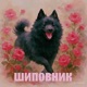 Шиповник