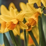 Daffodils are full of themselves, but the dead are full of daffodils