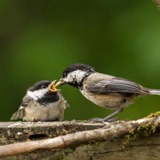Toddlers – Fledgling Chickadees
