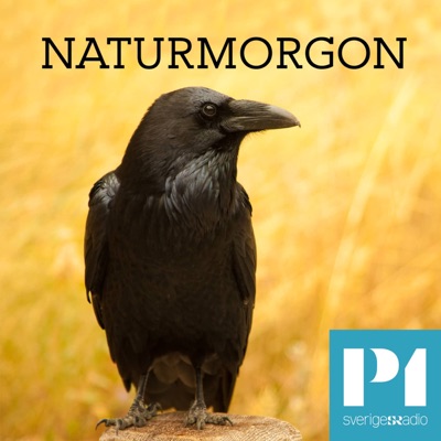 Naturmorgon Naturmorgon