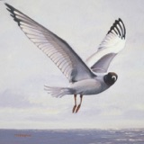 A Sailor Finds Companionship with Birds II
