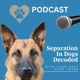 Separation Anxiety In Dogs Decoded hosted by Ness Jones