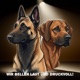 Wir bellen laut und druckvoll! - Der Sport- und Familienhunde-Podcast