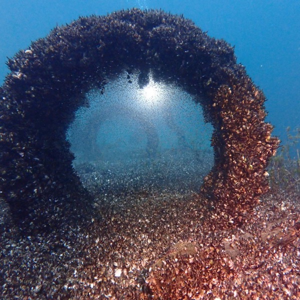 ‘Everything is quagga mussel now’: can invasive species be stopped?