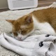 羿廂芹願