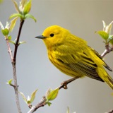 Warbler Migration in Ohio with Kenn Kaufman
