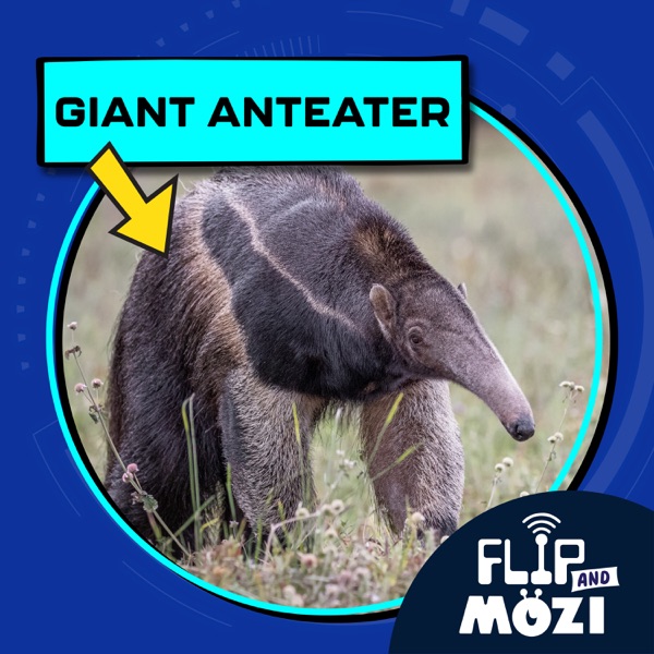 Giant Anteater photo