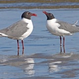 Gulls or 'Seagulls'?