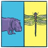 Hippopotamus vs. Dragonfly: a sizeable debate