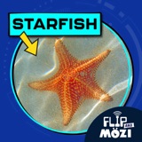 Starfish (4/20/23)