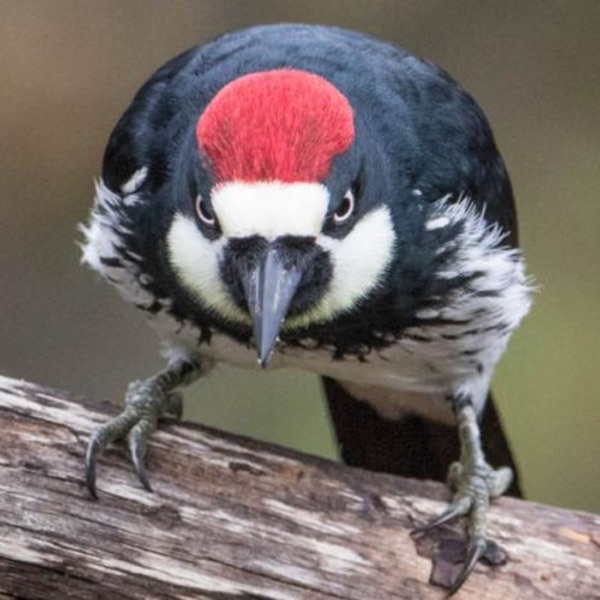 Woodpeckers Wage Wars photo