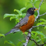 American Robins Are Exceptional Singers