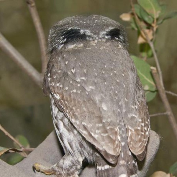 Pygmy-Owls' False Eyes photo