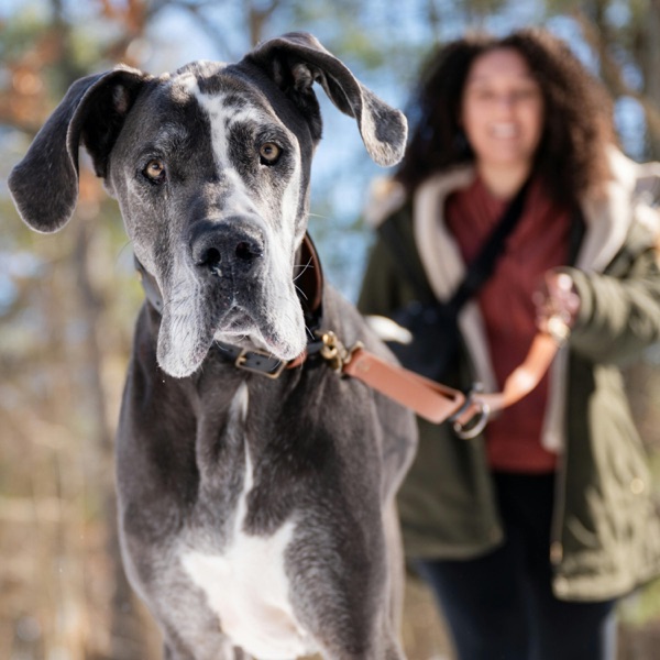 Can we ever know our dogs? photo