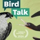 Introducing Bird Talk