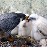 Father Birds