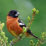 Black-headed Grosbeak Sings!