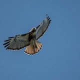 Soaring with Redtails