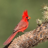 The Secret to Singing Like a Cardinal