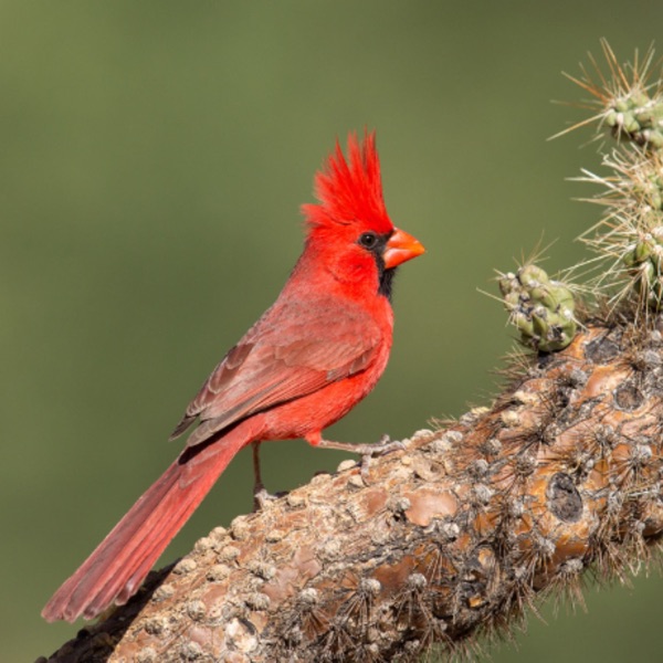 The Secret to Singing Like a Cardinal photo