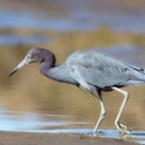 What’s in a Name? A Bird!