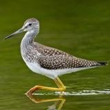Shorebirds Watch Their Feet