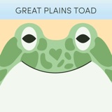 Great Plains Toad | Week of May 1st