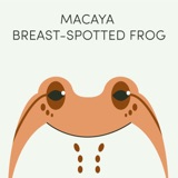 Macaya Breast-Spotted Frog | Week of July 17th