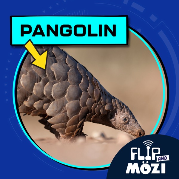 Pangolin photo