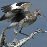The Noisy Willet