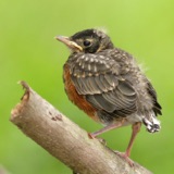 The Robin Rescue