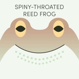 Spiny-Throated Reed Frog | Week of September 30th